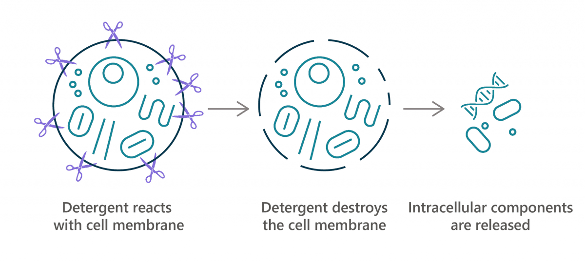 Mechanism-of-cellular-Lysis