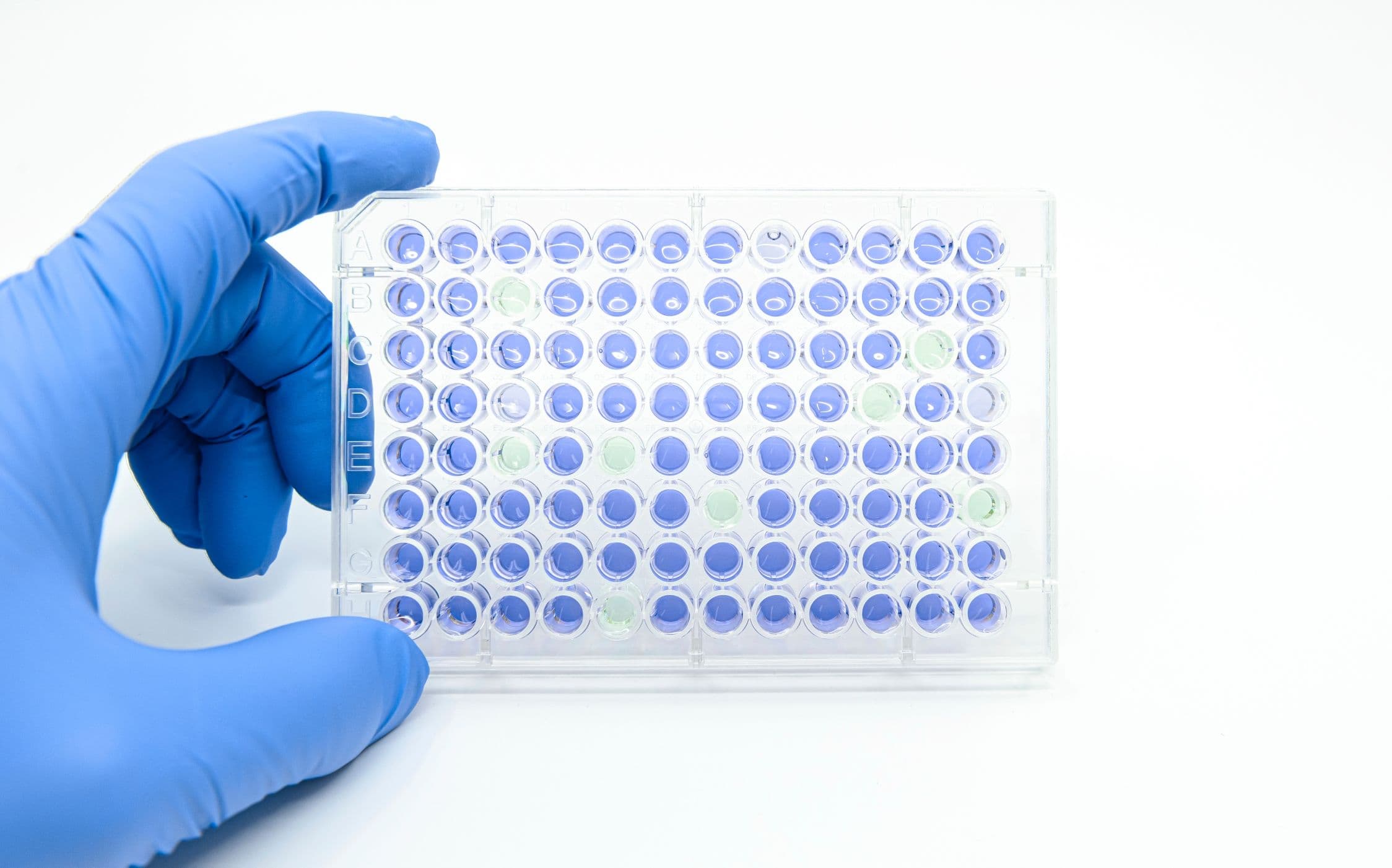 Scientist is holding 96 well micro plate that tested enzyme linked immunosorbent assay(ELISA) for drug screening in laboratory